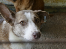 LEONNIE, Hund, Mischlingshund in Rumänien - Bild 1