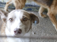 LEONNIE, Hund, Mischlingshund in Rumänien - Bild 2
