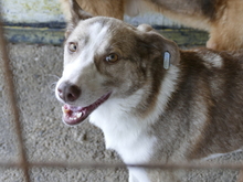 LEONNIE, Hund, Mischlingshund in Rumänien - Bild 3
