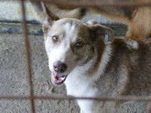 LEONNIE, Hund, Mischlingshund in Rumänien - Bild 4