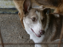 LEONNIE, Hund, Mischlingshund in Rumänien - Bild 5