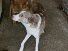 LEONNIE, Hund, Mischlingshund in Rumänien - Bild 6