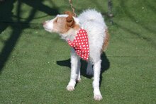 AMELIA AMMY, Hund, Mischlingshund in Spanien - Bild 12
