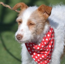 AMELIA AMMY, Hund, Mischlingshund in Spanien - Bild 2