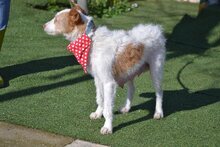 AMELIA AMMY, Hund, Mischlingshund in Spanien - Bild 3