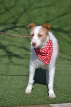 AMELIA AMMY, Hund, Mischlingshund in Spanien - Bild 5