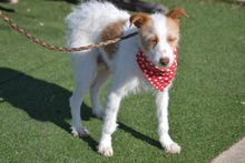 AMELIA AMMY, Hund, Mischlingshund in Spanien - Bild 6