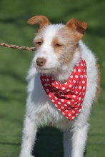 AMELIA AMMY, Hund, Mischlingshund in Spanien - Bild 7