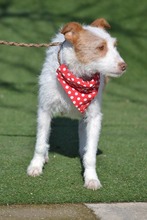 AMELIA AMMY, Hund, Mischlingshund in Spanien - Bild 8