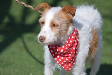 AMELIA AMMY, Hund, Mischlingshund in Spanien - Bild 9