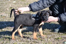 MONTY, Hund, Mischlingshund in Massenbachhausen - Bild 4