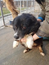SETTARAS, Hund, Mischlingshund in Rumänien - Bild 12