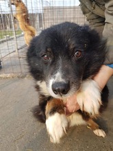 SETTARAS, Hund, Mischlingshund in Rumänien - Bild 8