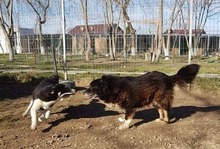 SETTARAS, Hund, Mischlingshund in Rumänien - Bild 9