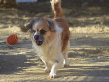 HODOR, Hund, Mischlingshund in Spanien - Bild 15