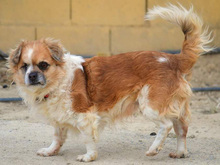 HODOR, Hund, Mischlingshund in Spanien - Bild 17