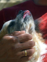 HODOR, Hund, Mischlingshund in Spanien - Bild 23