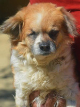 HODOR, Hund, Mischlingshund in Spanien - Bild 27