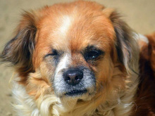 HODOR, Hund, Mischlingshund in Spanien - Bild 28