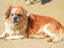HODOR, Hund, Mischlingshund in Spanien - Bild 29