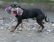 ISAAK, Hund, Mischlingshund in Ratingen - Bild 6