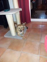 NYAFI, Hund, Mischlingshund in Brilon - Bild 3