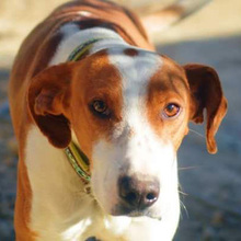 JOTA, Hund, Mischlingshund in Spanien - Bild 11