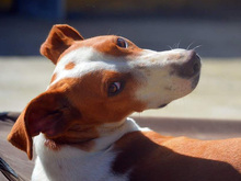JOTA, Hund, Mischlingshund in Spanien - Bild 12