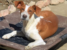 JOTA, Hund, Mischlingshund in Spanien - Bild 13