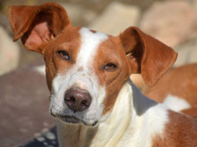 JOTA, Hund, Mischlingshund in Spanien - Bild 14