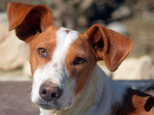 JOTA, Hund, Mischlingshund in Spanien - Bild 15