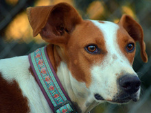 JOTA, Hund, Mischlingshund in Spanien - Bild 16
