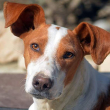 JOTA, Hund, Mischlingshund in Spanien - Bild 2