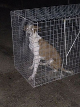 JOTA, Hund, Mischlingshund in Spanien - Bild 3