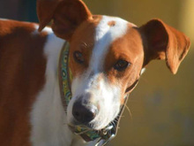 JOTA, Hund, Mischlingshund in Spanien - Bild 7