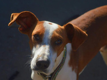 JOTA, Hund, Mischlingshund in Spanien - Bild 9