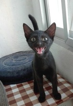 NEGRITO, Katze, Europäisch Kurzhaar in Spanien - Bild 4