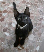 NEGRITO, Katze, Europäisch Kurzhaar in Spanien - Bild 5