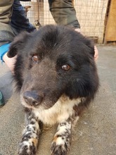 SETARITZA, Hund, Mischlingshund in Rumänien - Bild 1