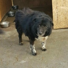 SETARITZA, Hund, Mischlingshund in Rumänien - Bild 3