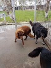 SETARITZA, Hund, Mischlingshund in Rumänien - Bild 4