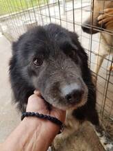 SETARITZA, Hund, Mischlingshund in Rumänien - Bild 5