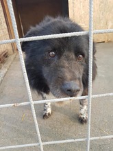 SETARITZA, Hund, Mischlingshund in Rumänien - Bild 8