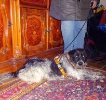 MORITZ, Hund, Mischlingshund in Welver - Bild 1