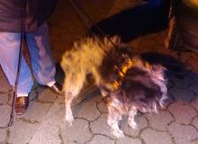 MORITZ, Hund, Mischlingshund in Welver - Bild 4