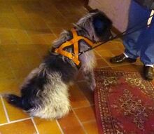 MORITZ, Hund, Mischlingshund in Welver - Bild 5