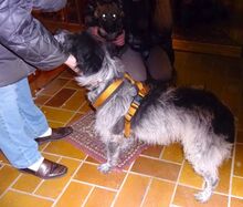 MORITZ, Hund, Mischlingshund in Welver - Bild 6