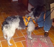 MORITZ, Hund, Mischlingshund in Welver - Bild 7