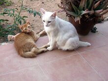LILIA, Katze, Europäisch Kurzhaar in Spanien - Bild 2
