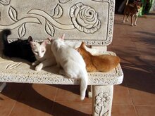 LILIA, Katze, Europäisch Kurzhaar in Spanien - Bild 4